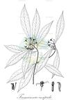 Tasmannia insipida