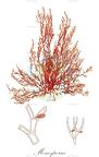 Monosporus