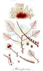 Pleonosporium