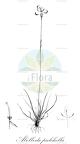 Abolboda pulchella