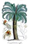 Encephalartos caffer