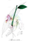 Alpinia costata