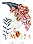 Alpinia zerumbet