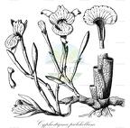 Cyphostigma pulchellum