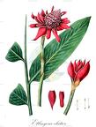 Etlingera elatior