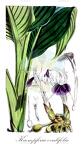 Kaempferia ovalifolia