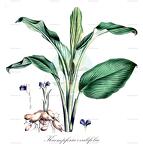 Kaempferia ovalifolia