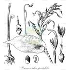 Pommereschea spectabilis