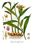 Zingiber officinale