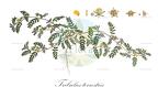 Tribulus terrestris