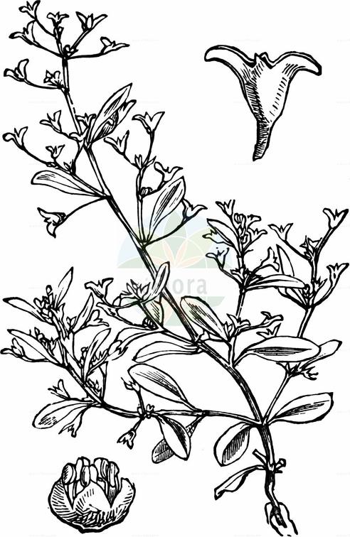 Halimione pedunculata