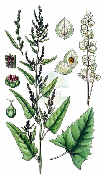 Atriplex hortensis