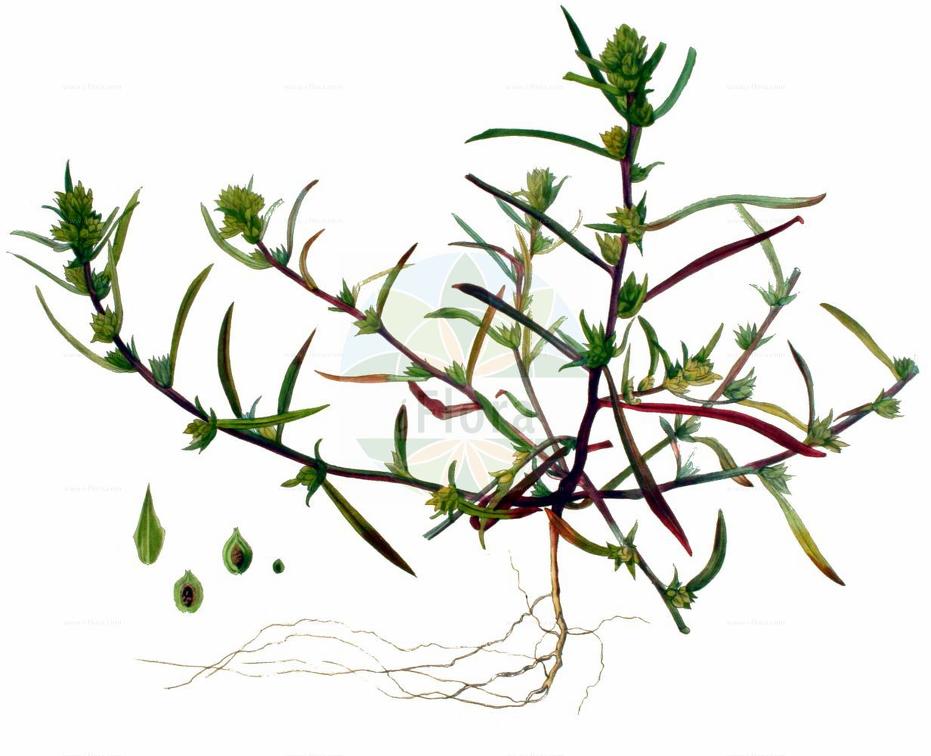 Corispermum hyssopifolium