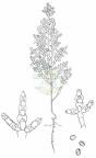 Salicornia disarticulata