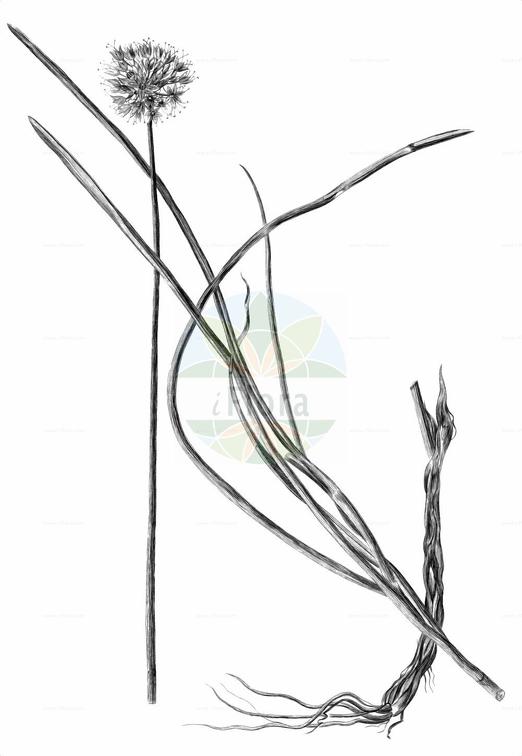 Allium lineare