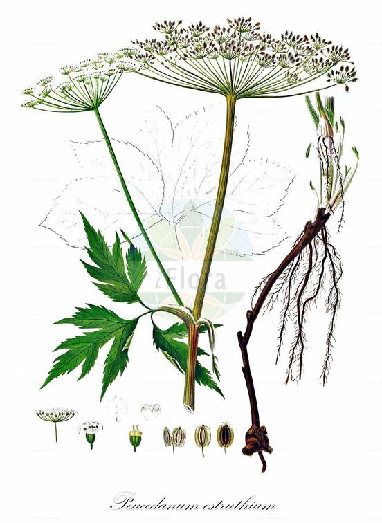 Peucedanum ostruthium