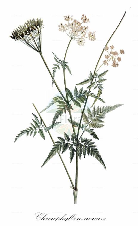 Chaerophyllum aureum