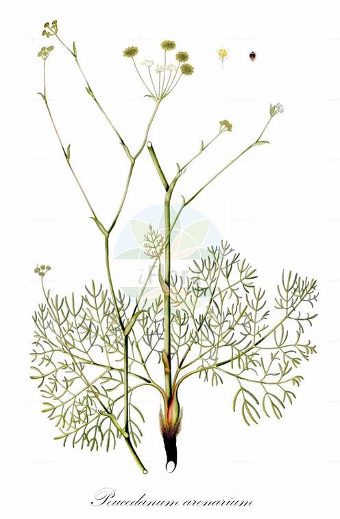 Peucedanum arenarium