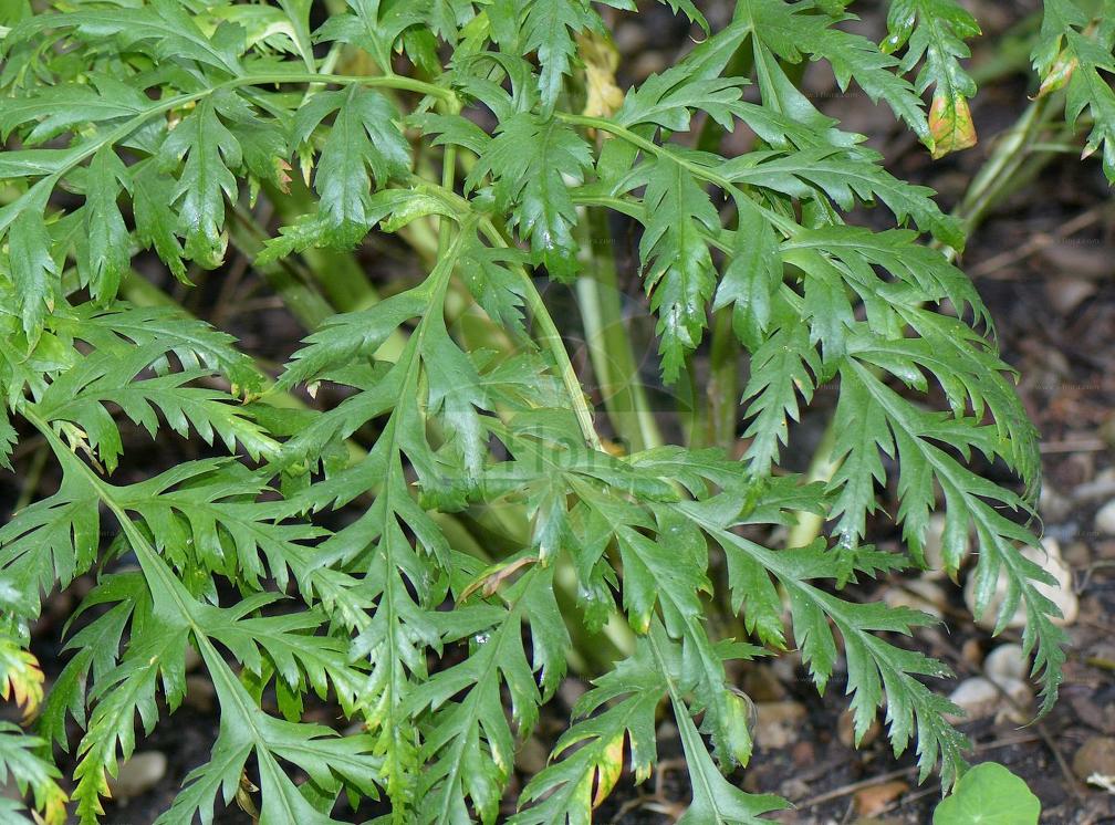 Molopospermum peloponnesiacum