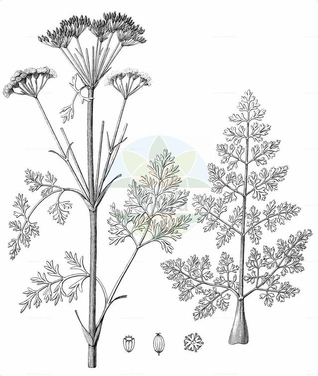 Ligusticum lucidum subsp. lucidum