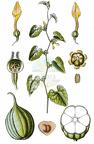 Aristolochia clematitis