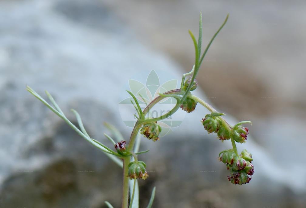 Artemisia campestris subsp. borealis