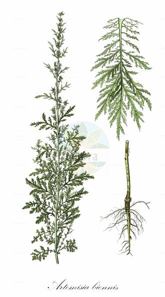 Artemisia biennis