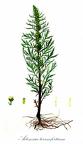 Artemisia tournefortiana