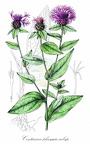 Centaurea phrygia subsp. pseudophrygia