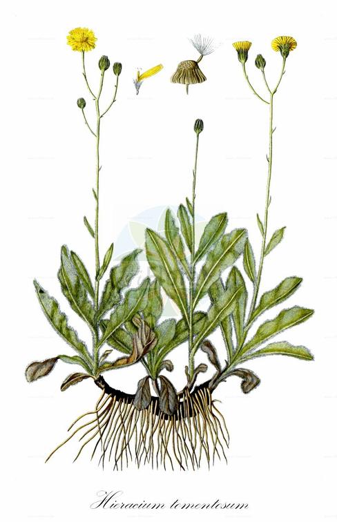 Hieracium tomentosum