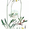Pilosella floribunda