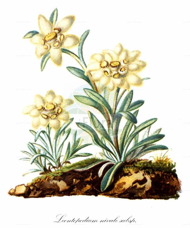 Leontopodium nivale subsp. alpinum
