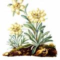 Leontopodium nivale subsp. alpinum