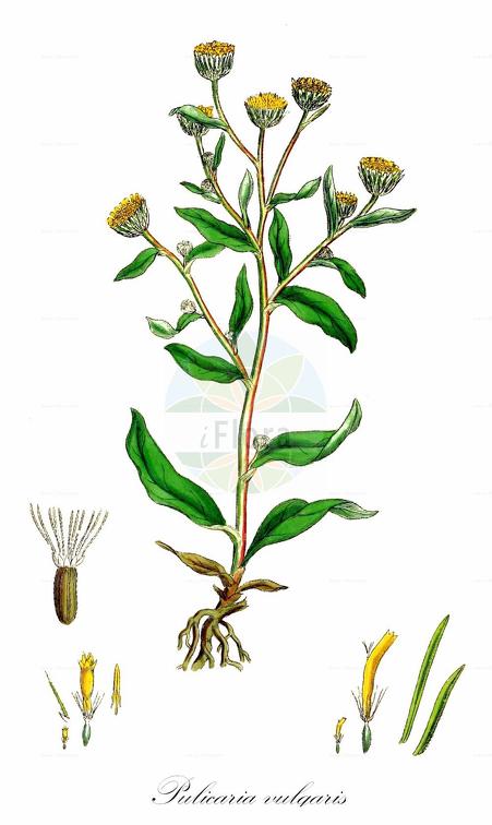 Pulicaria vulgaris