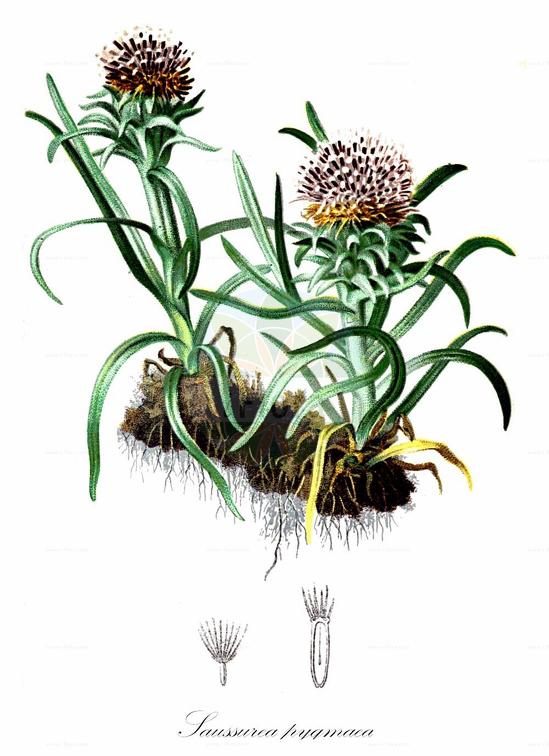 Saussurea pygmaea