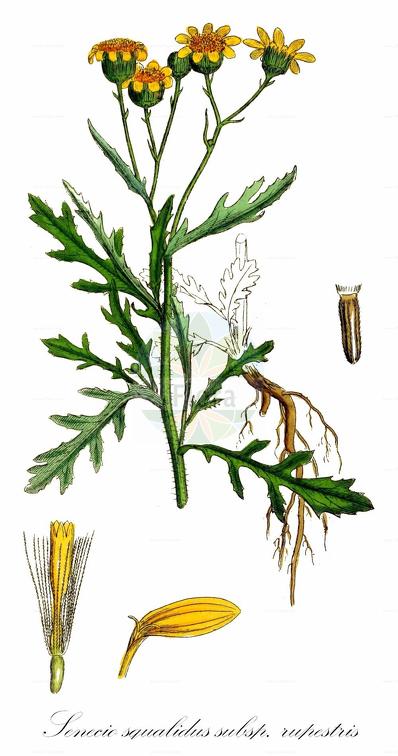 Senecio squalidus subsp. rupestris