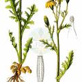 Senecio leucanthemifolius subsp. vernalis