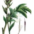 Cirsium oleraceum