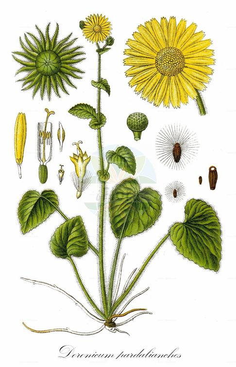 Doronicum pardalianches