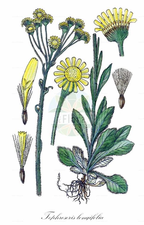 Tephroseris longifolia