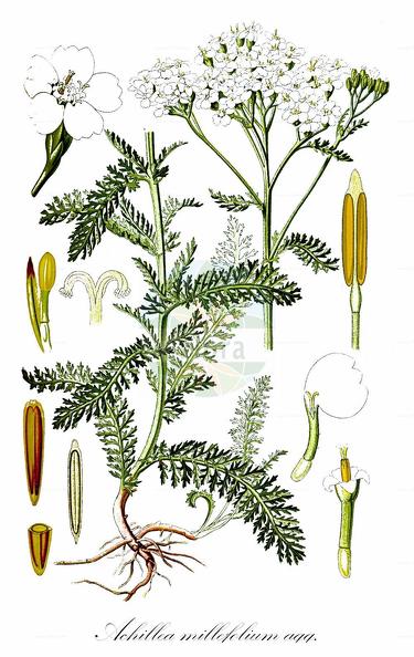 Achillea millefolium agg.