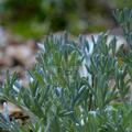 Artemisia glacialis