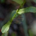Leucanthemum gaudinii
