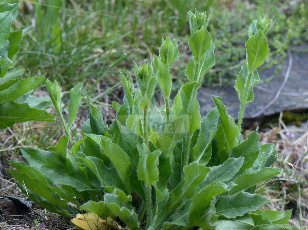 Hieracium amplexicaule subsp. pulmonarioides