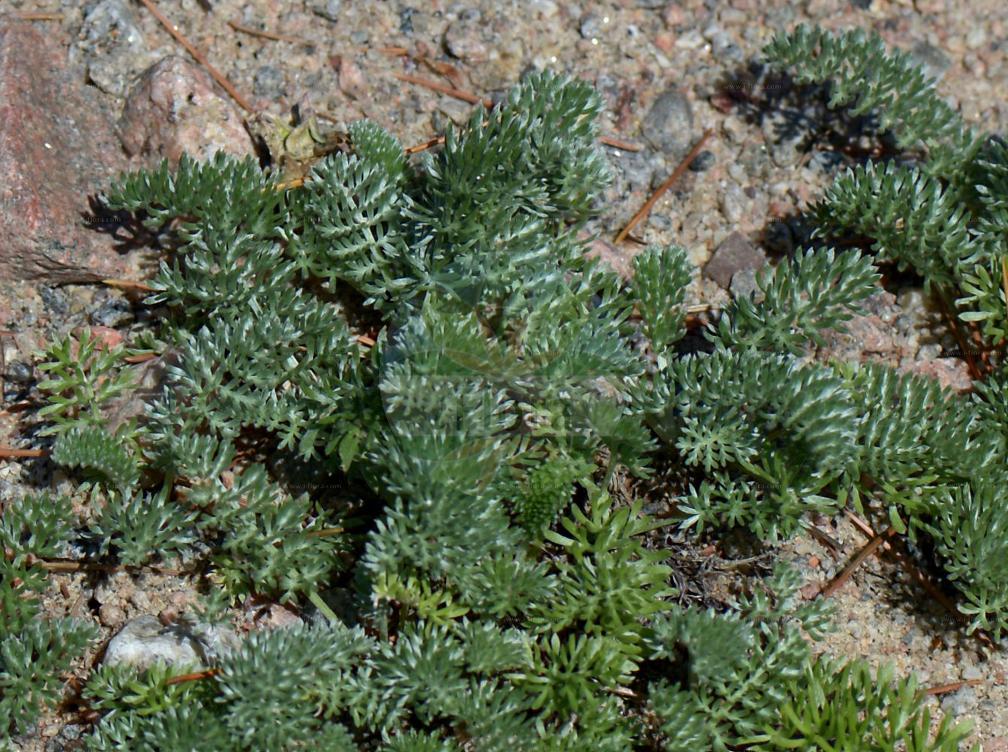 Anthemis cretica subsp. iberica