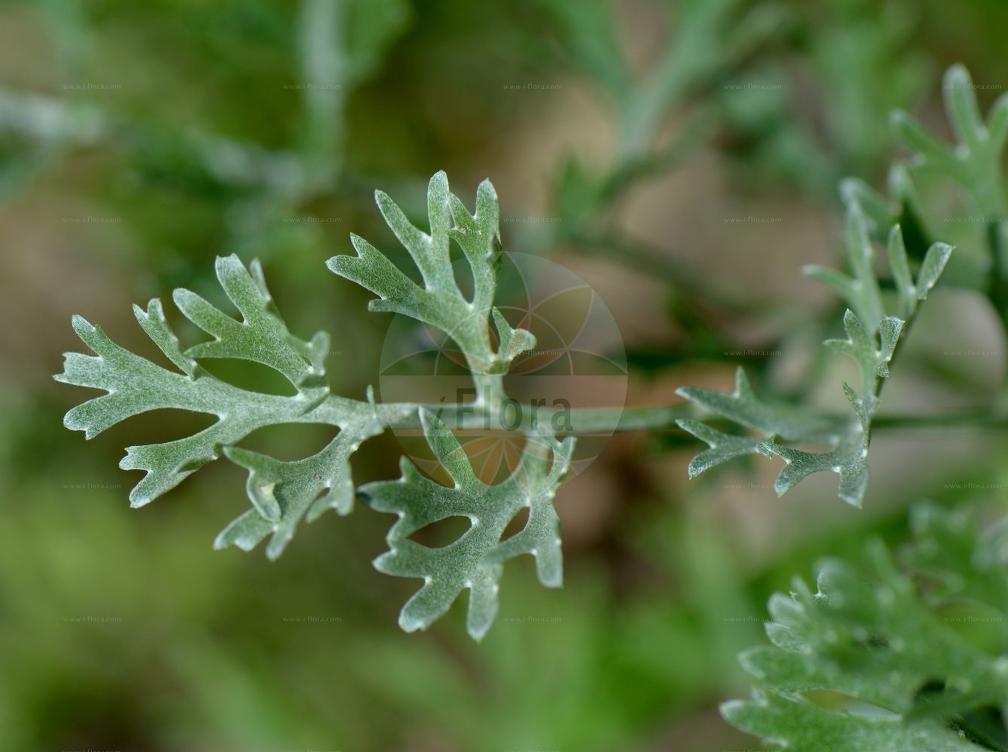 Tanacetum cinerariifolium