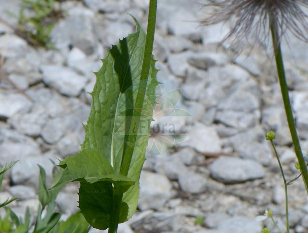 Crepis pontana