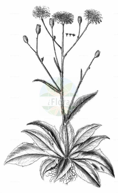 Crepis froelichiana
