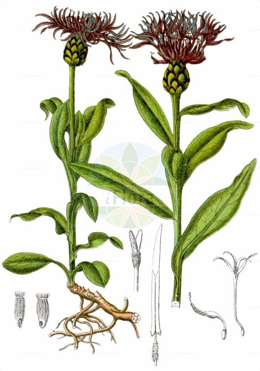 Cyanus montanus