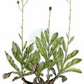 Hieracium tomentosum